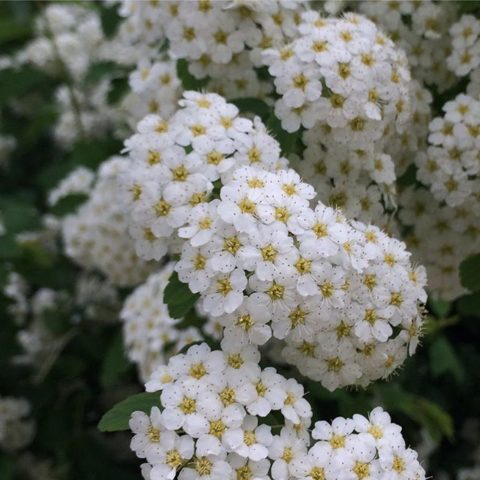 Spirea in Siberia