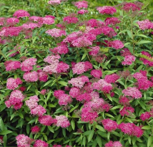 Spirea in Siberia