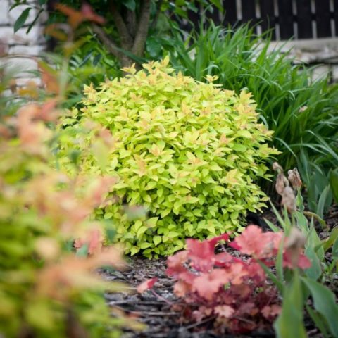 Spirea in Siberia