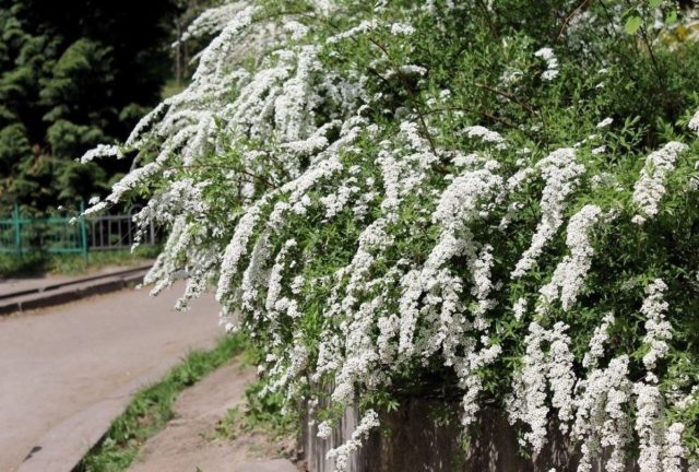 Spirea in Siberia