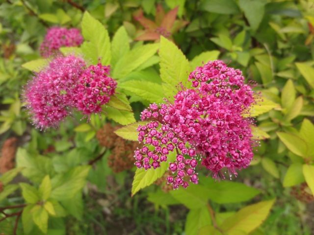 Spirea in Siberia