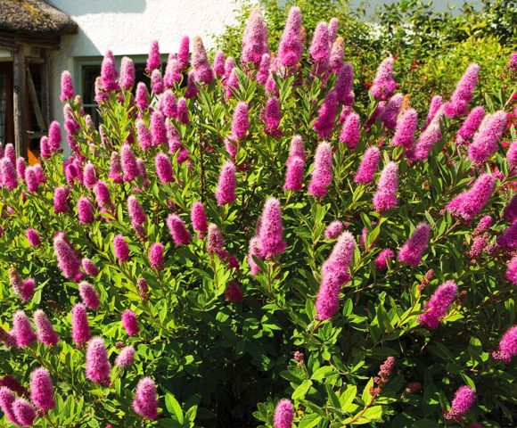 Spirea in Siberia