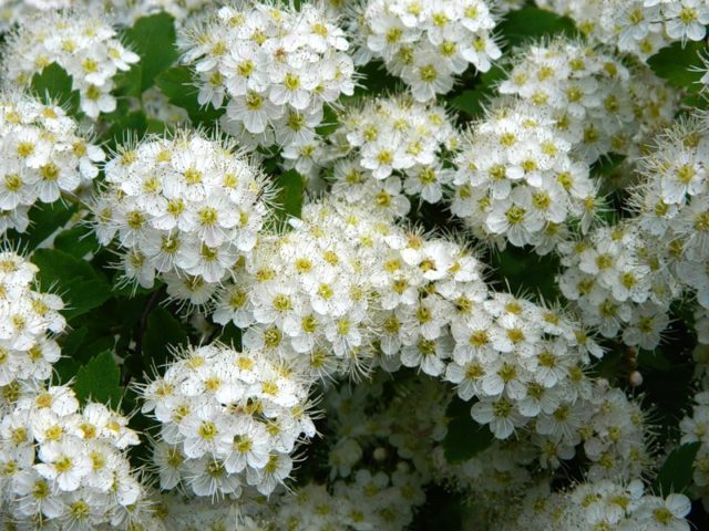 Spirea in Siberia