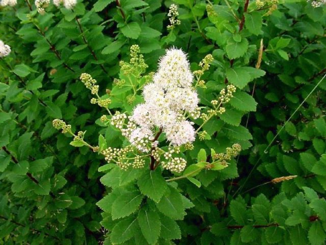 Spirea in Siberia