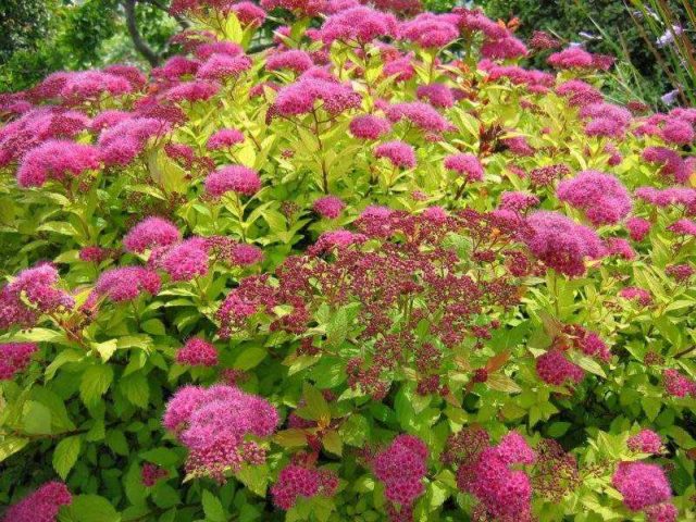 Spirea in Siberia