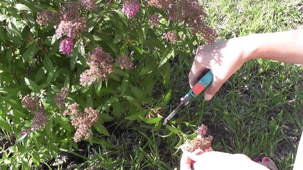 Spirea Japanese Shirobana