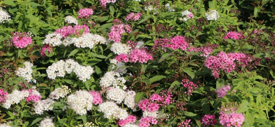 Spirea Japanese Shirobana