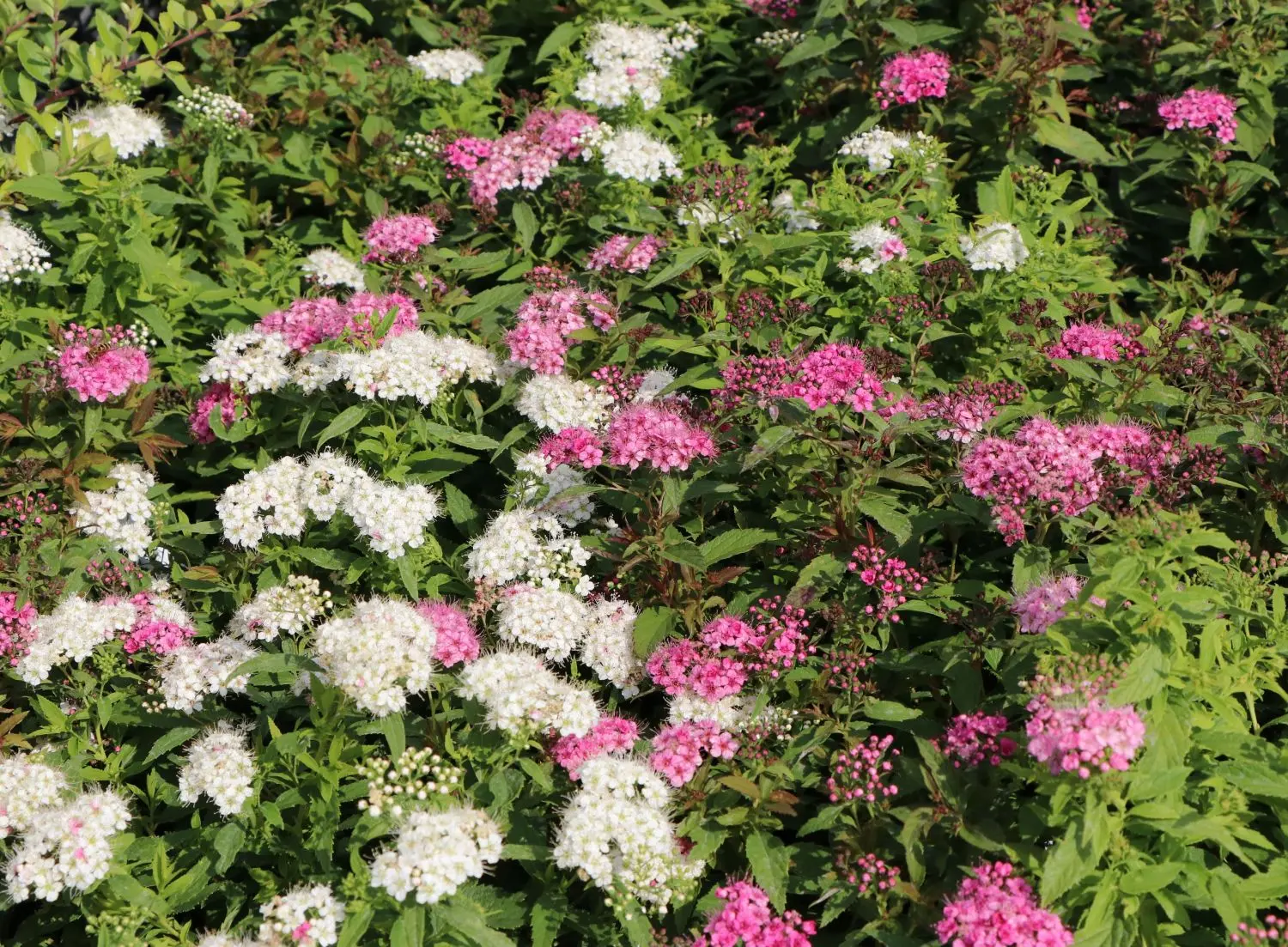 Spirea Japanese Shirobana