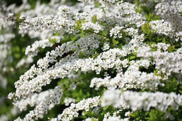 Spirea: planting and care in the open field