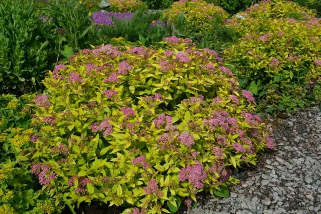 Spirea: planting and care in the open field