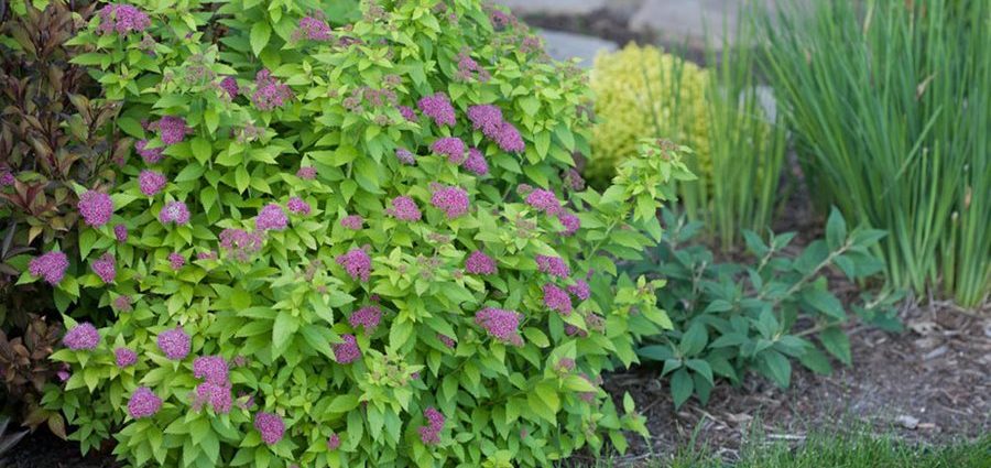 Spirea: planting and care in the open field