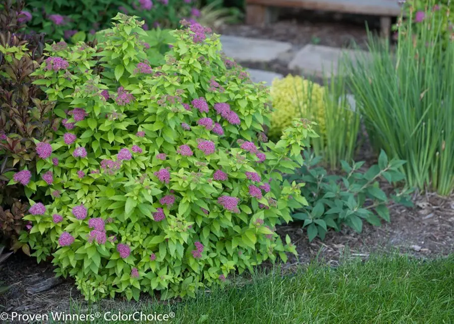 Spirea: planting and care in the open field