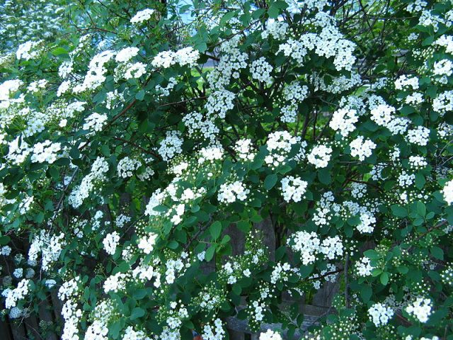 Spirea plum-leaved terry