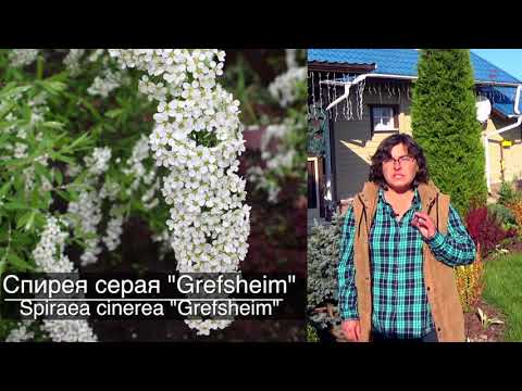 Spirea plum-leaved terry