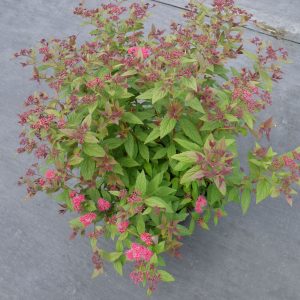 Spirea plum-leaved terry