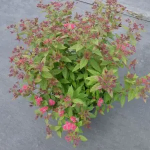 Spirea plum-leaved terry