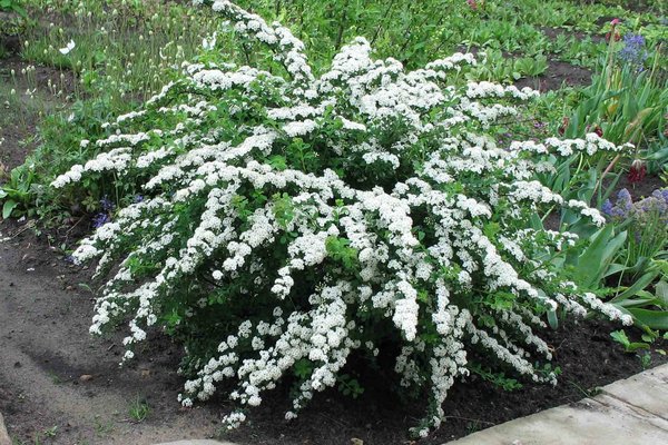 Spirea Snowmound: photo and description