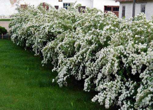 Spirea Snowmound: photo and description