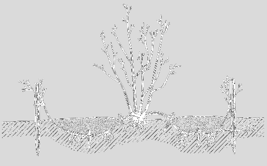 Spirea Snowmound: photo and description