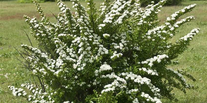 Spirea Snowmound: photo and description