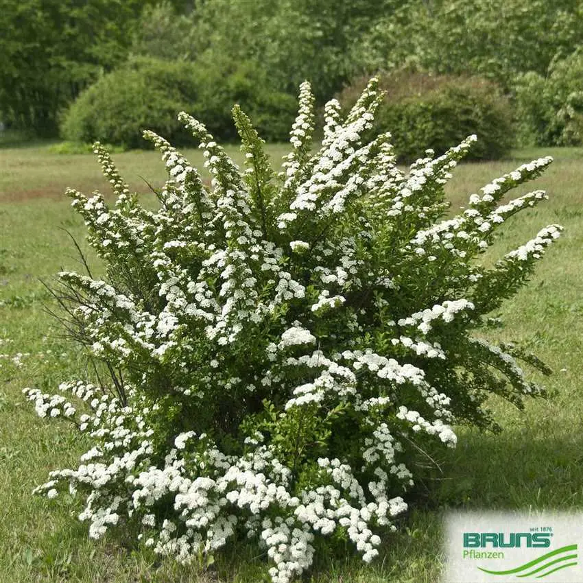 Spirea Snowmound: photo and description