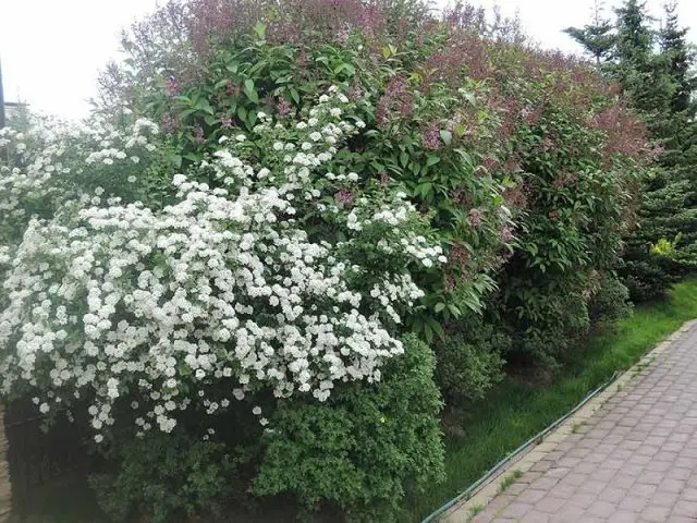 Spirea: types and varieties, photo, description