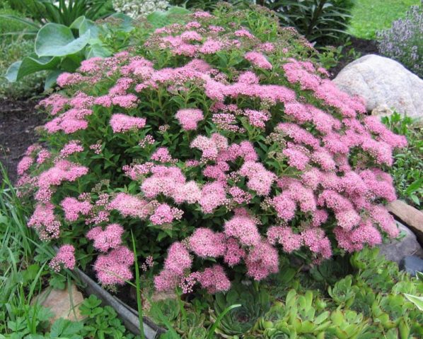 Spirea: types and varieties, photo, description