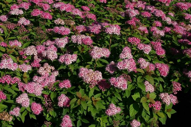 Spirea: types and varieties, photo, description