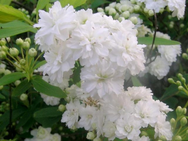 Spirea: types and varieties, photo, description