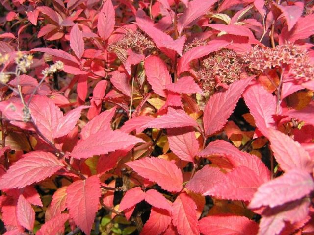 Spirea: types and varieties, photo, description