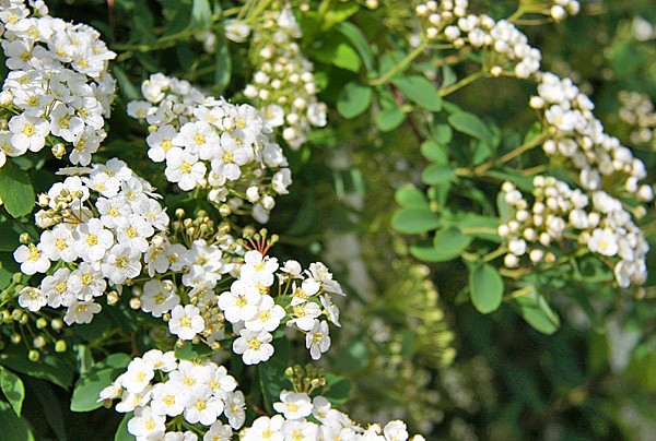 Spirea: types and varieties, photo, description