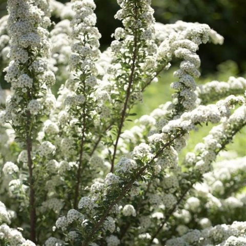 Spirea: types and varieties, photo, description