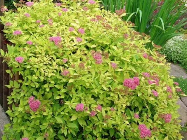 Spirea: types and varieties, photo, description