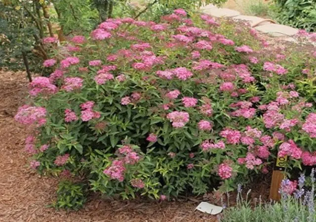 Spirea: types and varieties, photo, description