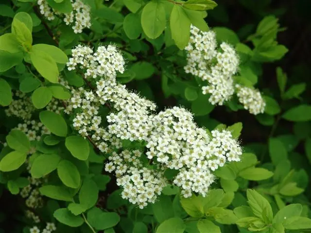 Spirea: types and varieties, photo, description