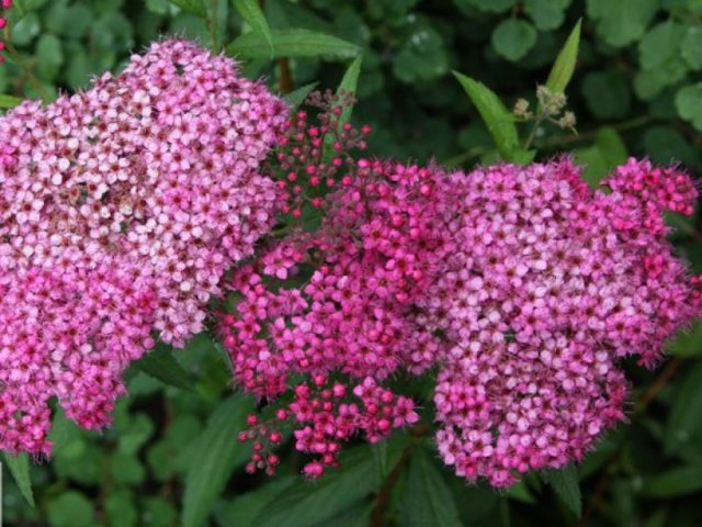 Spirea: types and varieties, photo, description