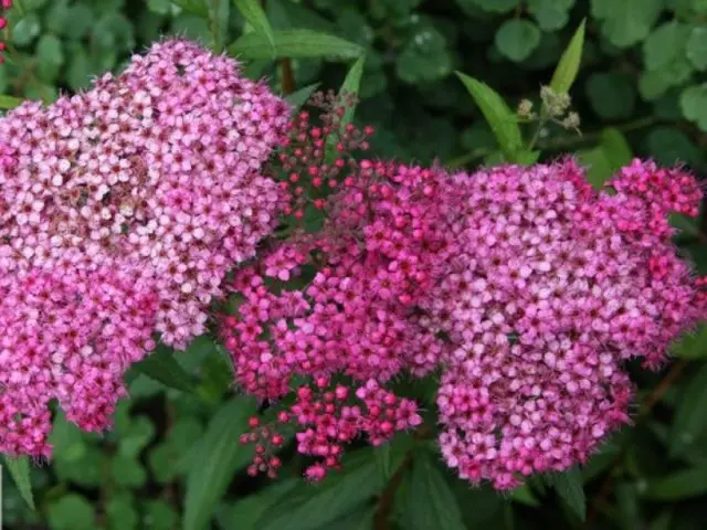 Spirea: types and varieties, photo, description