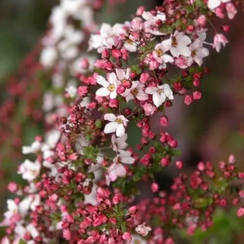 Spirea: types and varieties, photo, description