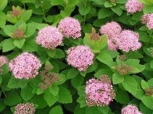 Spirea: types and varieties, photo, description