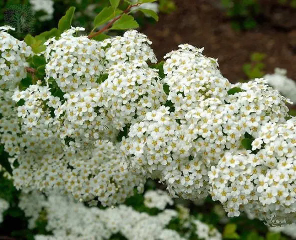 Spirea: types and varieties, photo, description