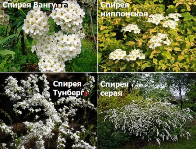 Spirea: types and varieties, photo, description