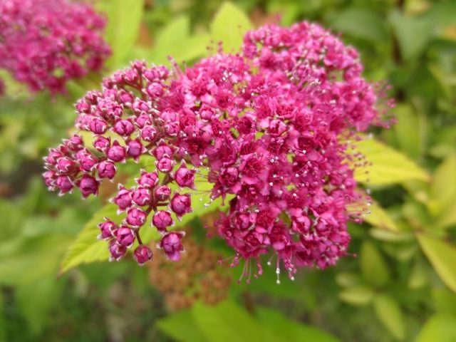 Spirea: types and varieties, photo, description