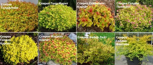 Spirea: types and varieties, photo, description