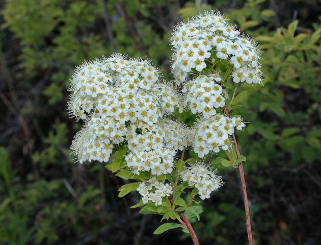 Spirea: types and varieties, photo, description