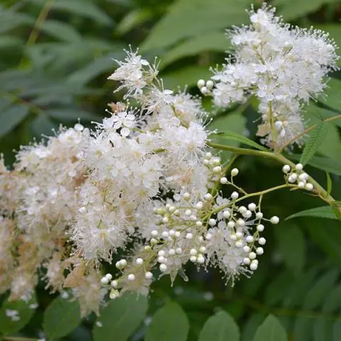 Spirea: types and varieties, photo, description