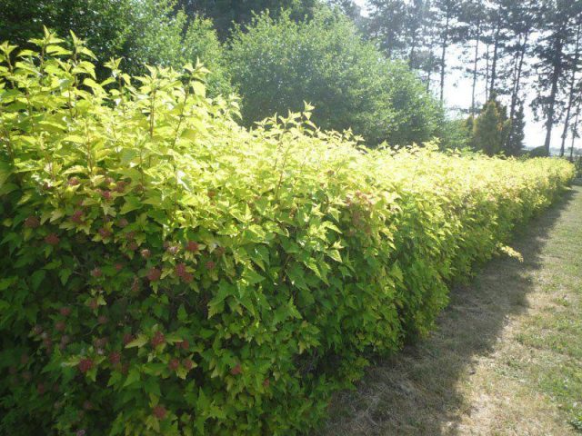 Spirea: types and varieties, photo, description