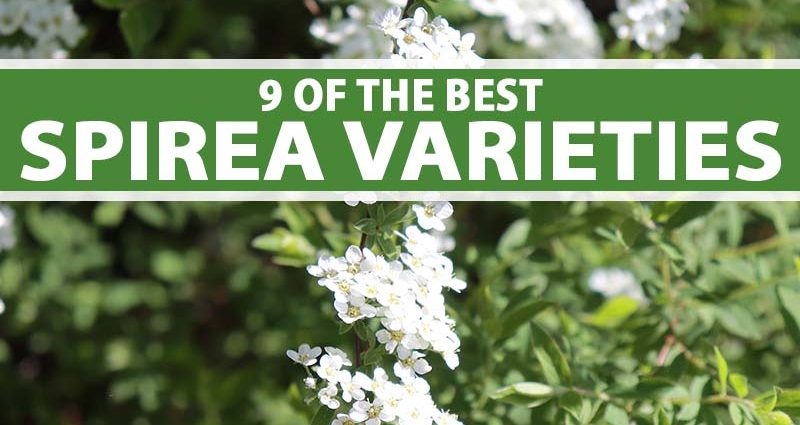 Spirea: types and varieties, photo, description