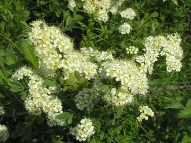 Spirea: types and varieties, photo, description