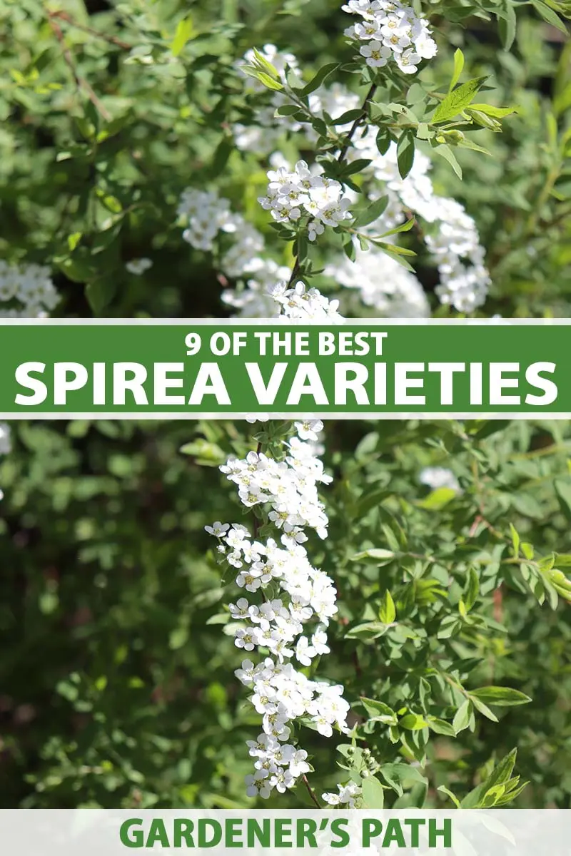 Spirea: types and varieties, photo, description