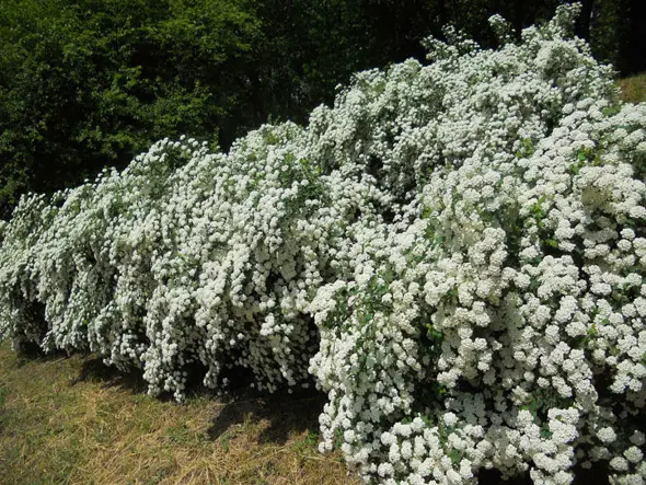 Spirea Vangutta: planting and care, photo